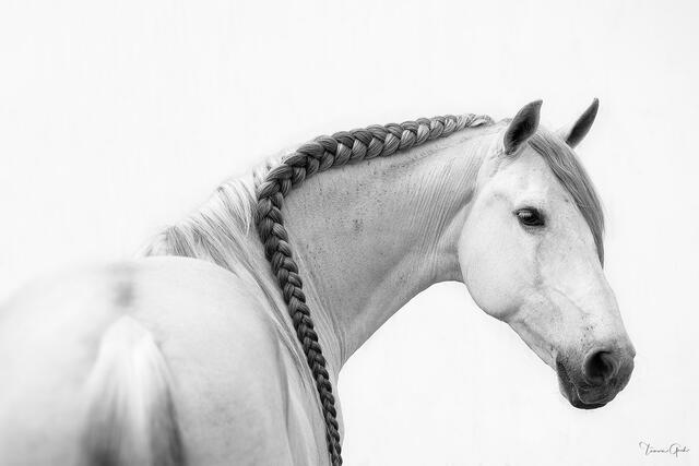 Warlander horse photo print for sale in black and white.