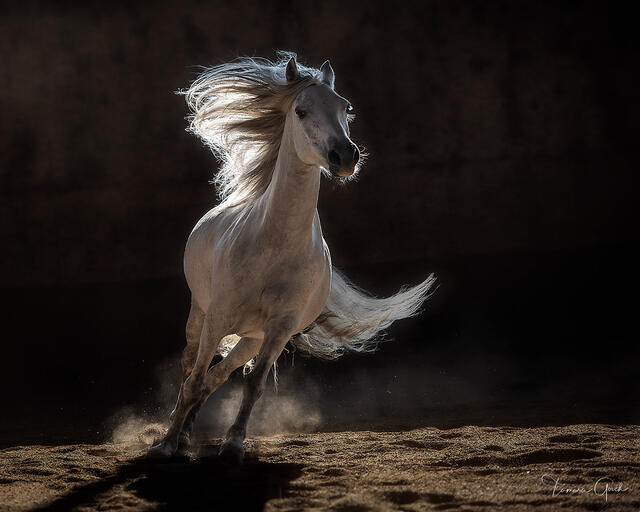 White Horse in Backlight print