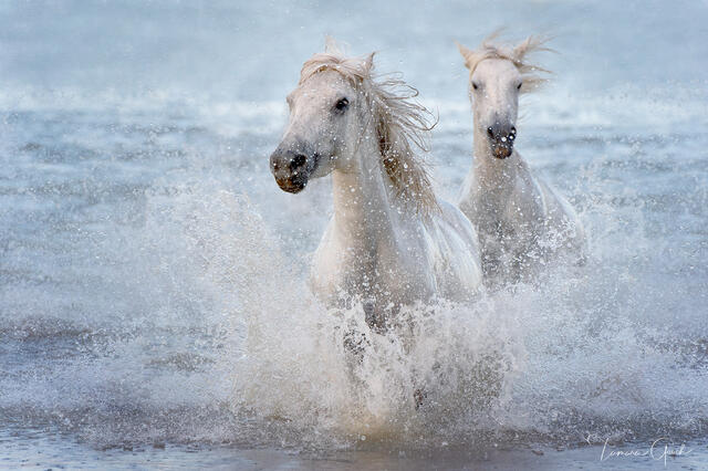 Camargue Horses in Water print