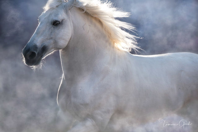 Pearl of Portugal — Lusitano Stallion Portrait print