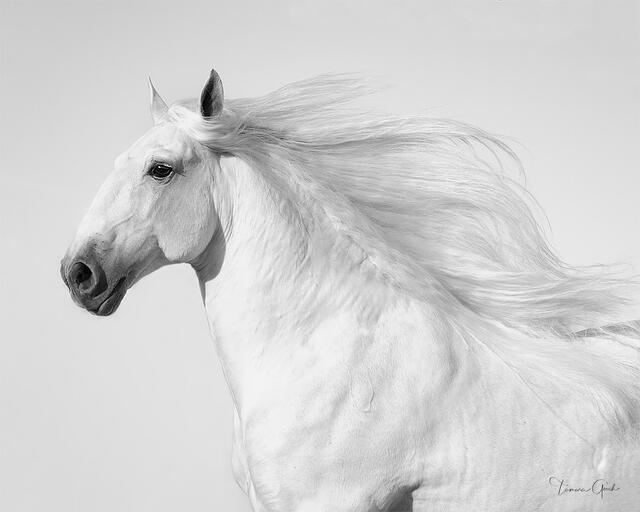 White Lusitano stallion in profile with mane streaming in the wind against a pale background, black and white fine art equine photography by Tamara Gooch.