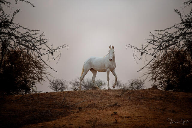 White Marwari horse on terracotta ridge framed by two bare acacia trees in morning mist, India equine fine art photography by Tamara Gooch.