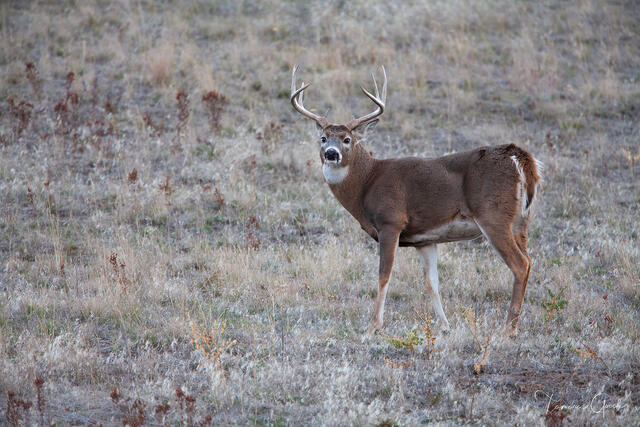 The Whitetail Buck — Fine Art Wildlife Print print
