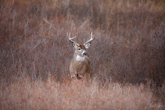 Buck in the Brush — White-tailed Deer, National Bison Range, Montana print