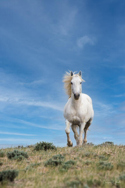 White wild mustang cresting a Wyoming ridge against vast blue sky, low angle dramatic perspective, mane in wind, fine art photography by Tamara Gooch.
