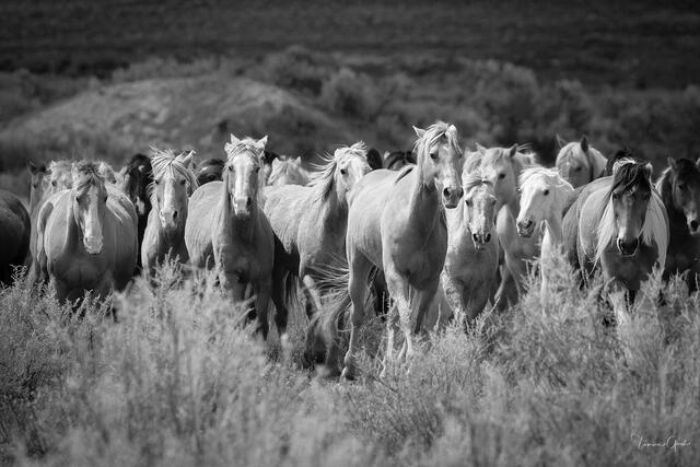Large herd of Red Desert wild horses moving directly toward camera through Wyoming sagebrush, black and white panoramic fine art photography by Tamara Gooch.