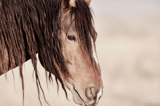 Close portrait of a weathered chestnut wild mustang with heavy dark mane, warm desert tones, Wyoming open range, fine art photography by Tamara Gooch.

