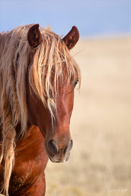 Chestnut wild mustang with wind-tossed flaxen mane, direct gaze, open Wyoming desert behind, McCullough Peaks HMA, fine art photography by Tamara Gooch.