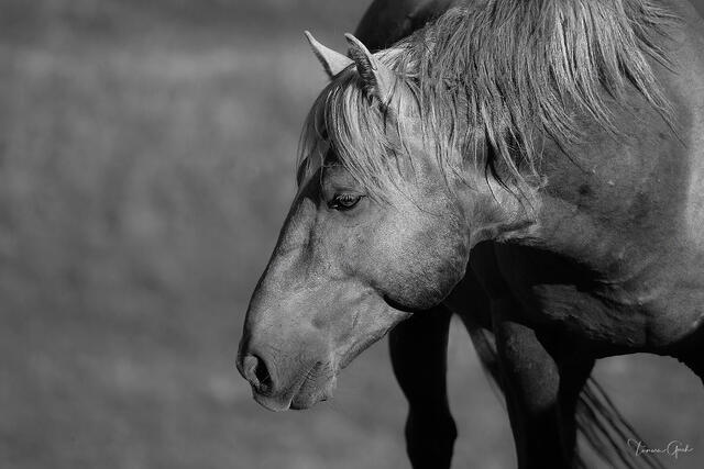 Black and white close portrait of a wild mustang with weathered face and windswept mane, Wyoming open range, fine art photography by Tamara Gooch.