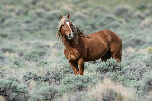Intimate fine art portrait of a chestnut wild stallion with a long, weathered mane in Maggie Springs, Wyoming, by Tamara Gooch.