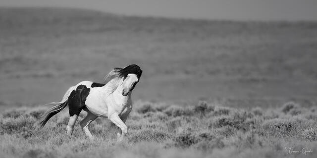 Black and white panoramic fine art photo of a paint mustang at full gallop across Wyoming high desert sagebrush, mane flying, vast open landscape behind.