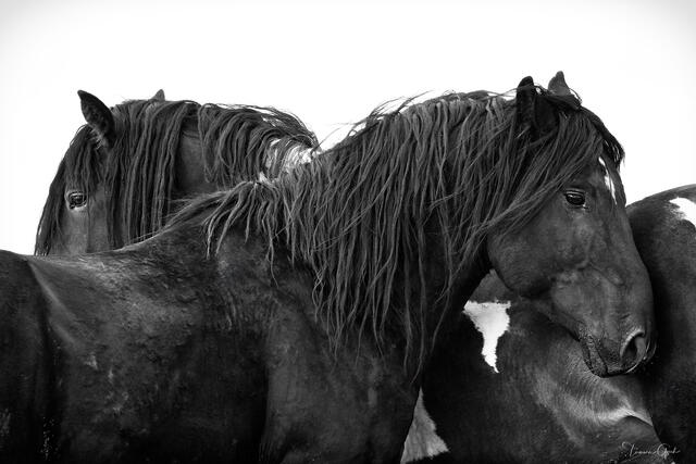 Black and white fine art close portrait of two dark mustang stallions side by side, long tangled manes, pale sky behind, Wyoming high desert.