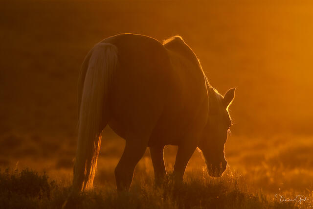 Warm gold-toned silhouette of a wild horse grazing in a high desert field during sunset by Tamara Gooch.