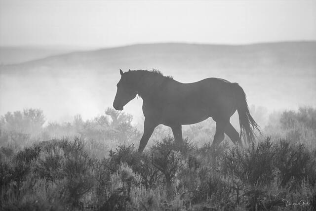 Wild mustang following his band through thick dust cloud in Wyoming sagebrush, black and white, layered hills behind, fine art photography by Tamara Gooch.