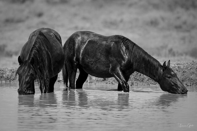 Two dark wild mustangs drinking side by side from a desert waterhole, black and white, Wyoming, fine art photography by Tamara Gooch.