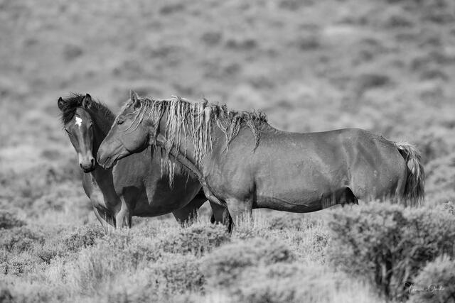 Two wild mustangs standing close together in black and white, one with heavily matted mane, sagebrush range behind, fine art photography by Tamara Gooch.
