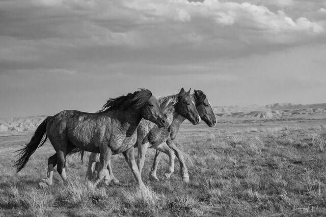 Three Wyoming wild mustangs running side by side across open range, badlands buttes in distance, dramatic cloud sky, black and white equine fine art photography