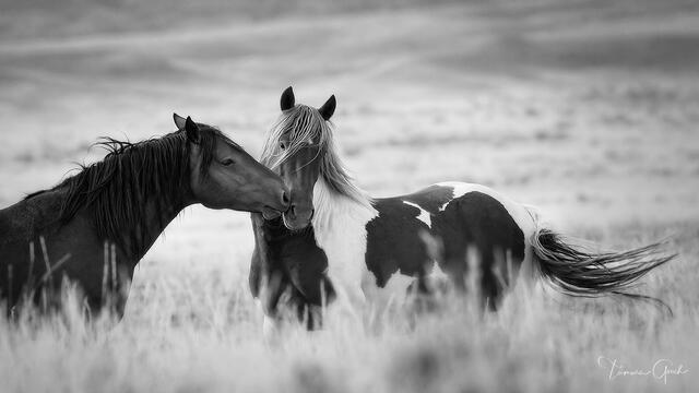 "Black and white fine art print of two wild horses touching noses in tender moment on prairie landscape"