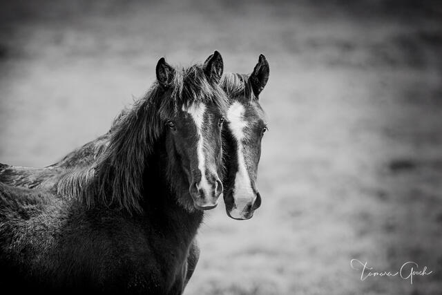 Two young wild mustang colts standing side by side in black and white, Red Desert, Wyoming, fine art photography by Tamara Gooch.