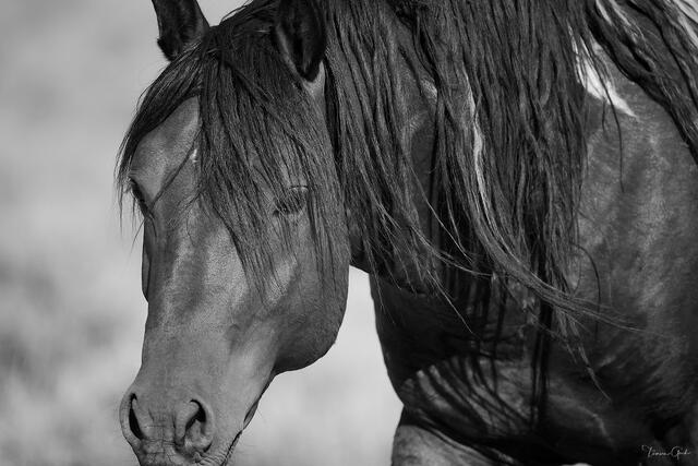 Black and white fine art extreme close portrait of a dark wild mustang stallion, head lowered, long wild mane falling, Wyoming high desert.
