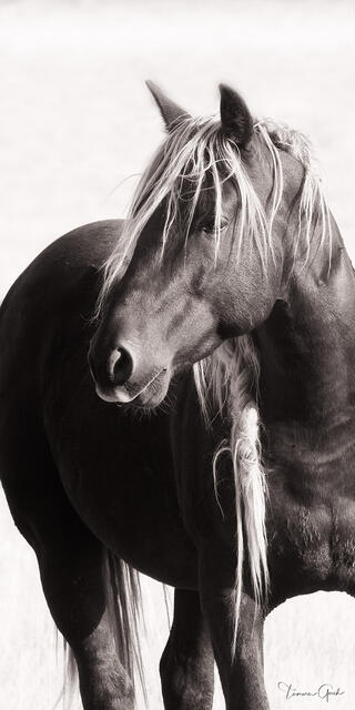 Chestnut wild mustang with flaxen mane in close portrait against pale sky, black and white, Wyoming open range, fine art photography by Tamara Gooch.