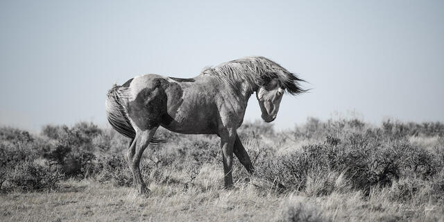 Wyoming wild mustang stallion in dominance display, head lowered and mane lifted, posturing toward rival in sagebrush range, muted tone equine fine art photogra