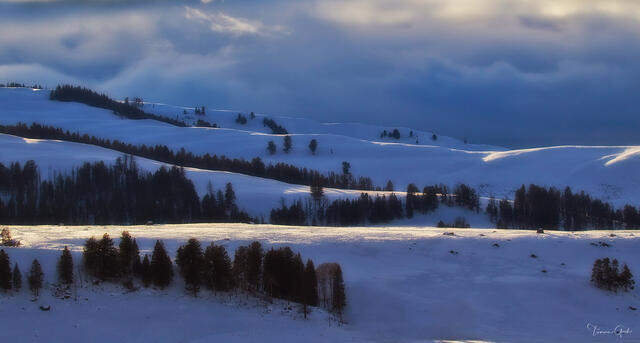 Color fine art photo of snow-covered Lamar Valley rolling hills in deep winter blue light, scattered conifers, dramatic cloud sky, Yellowstone National Park.