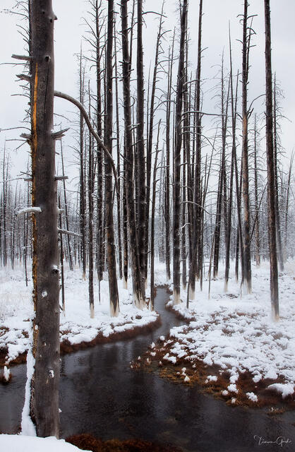Bobby Socks — Dead Forest in Winter, Yellowstone National Park, Wyoming print