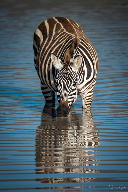 Stripes and Reflections — Zebra, Tanzania, Africa print