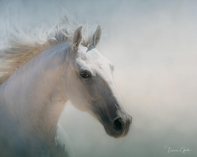 Mist and Motion — Lusitano Stallion Portrait print