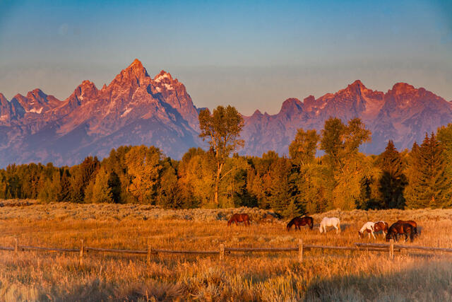 Grand Pastures