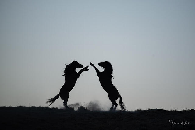 The Reckoning — Wild Stallion Battle Fine Art Print print