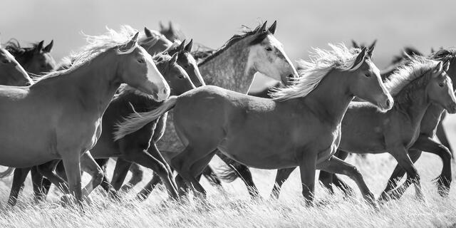 Large herd of Maggie Springs wild horses running through tall grass, manes streaming, black and white panoramic fine art photography by Tamara Gooch