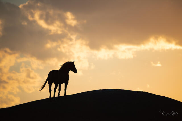 Wild mustang silhouetted on hilltop against dramatic golden sunset sky with billowing clouds, fine art photography by Tamara Gooch.