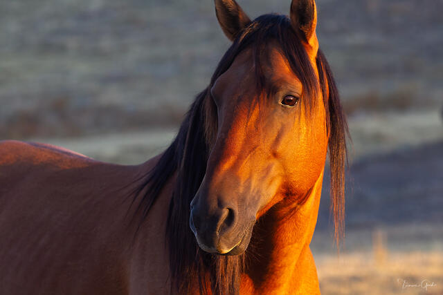Bay wild mustang in close portrait, golden hour light warming coat and face, dark mane, direct gaze, fine art photography by Tamara Gooch.