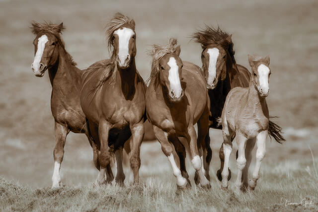 Four wild mustangs including a foal charging directly toward the camera across open range, sepia tones, Wyoming, fine art photography by Tamara Gooch.