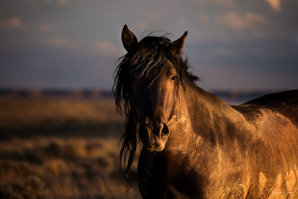 Wild Horse Photos | Wild Mustang Photography Prints