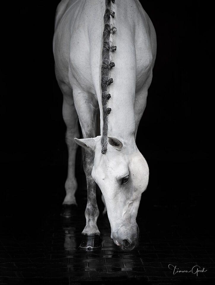  Black and White Horse Photography Equine Prints