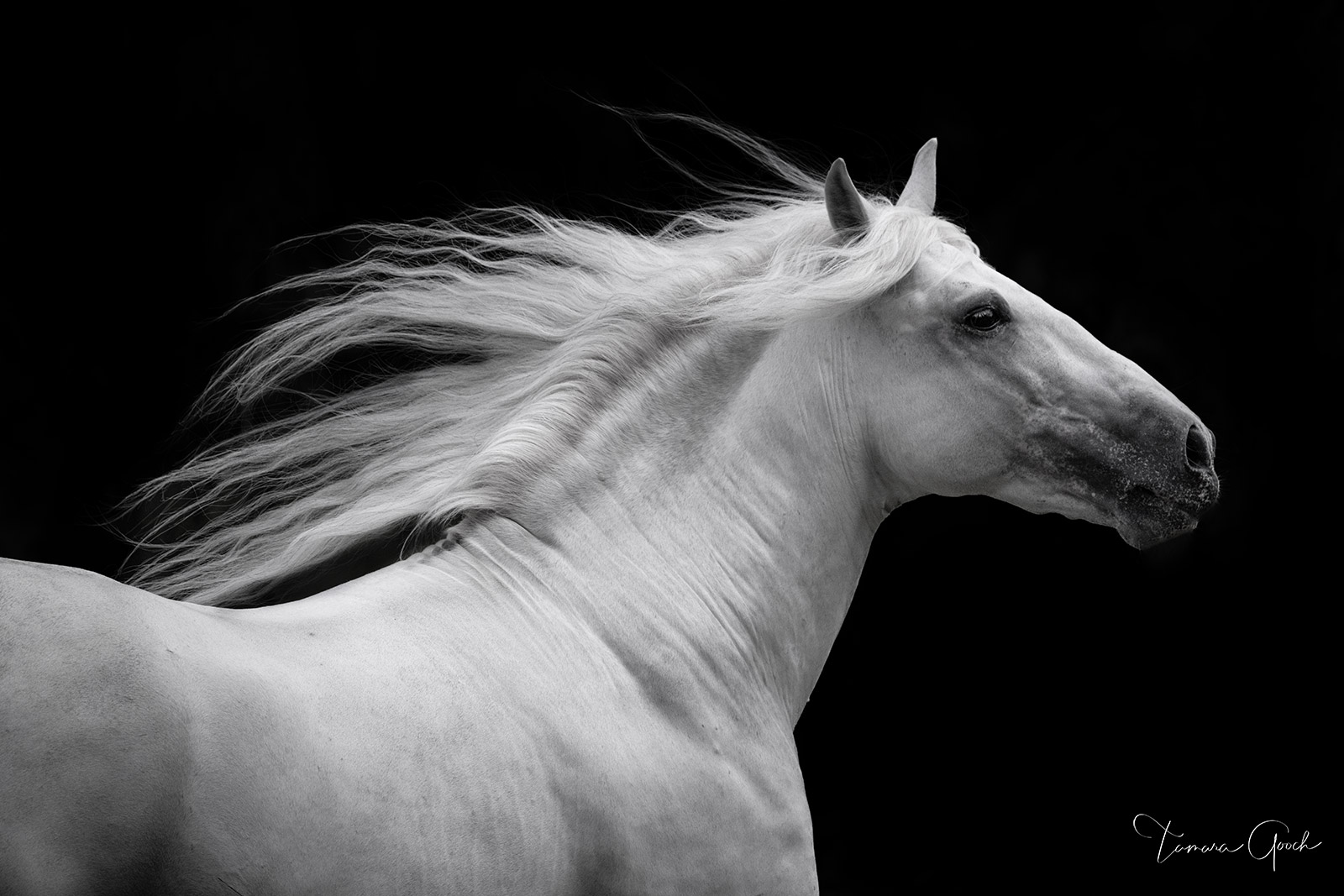 A limited edition fine art photography print of a white Andalusian stallion with his mane flying. "Andalusian Dream" is a limited...