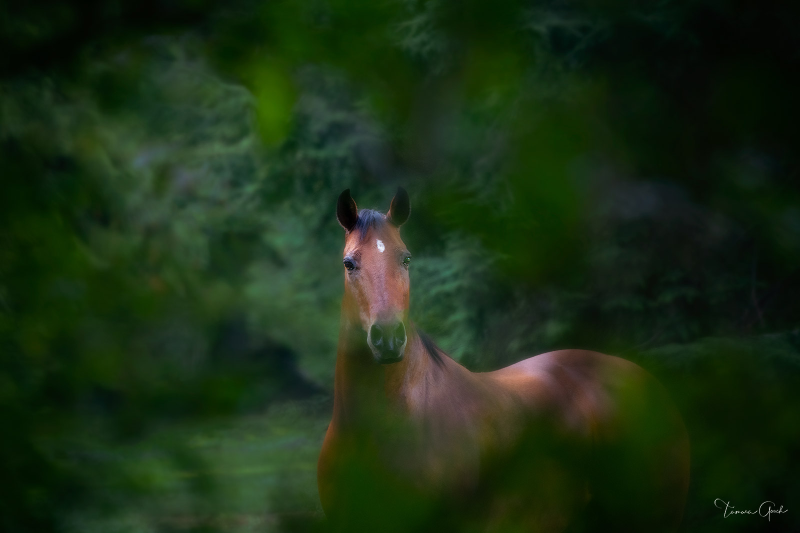 This limited edition fine art photograph of an Andalusian horse seen through a veil of leaves is available as a Luxurious Fine...
