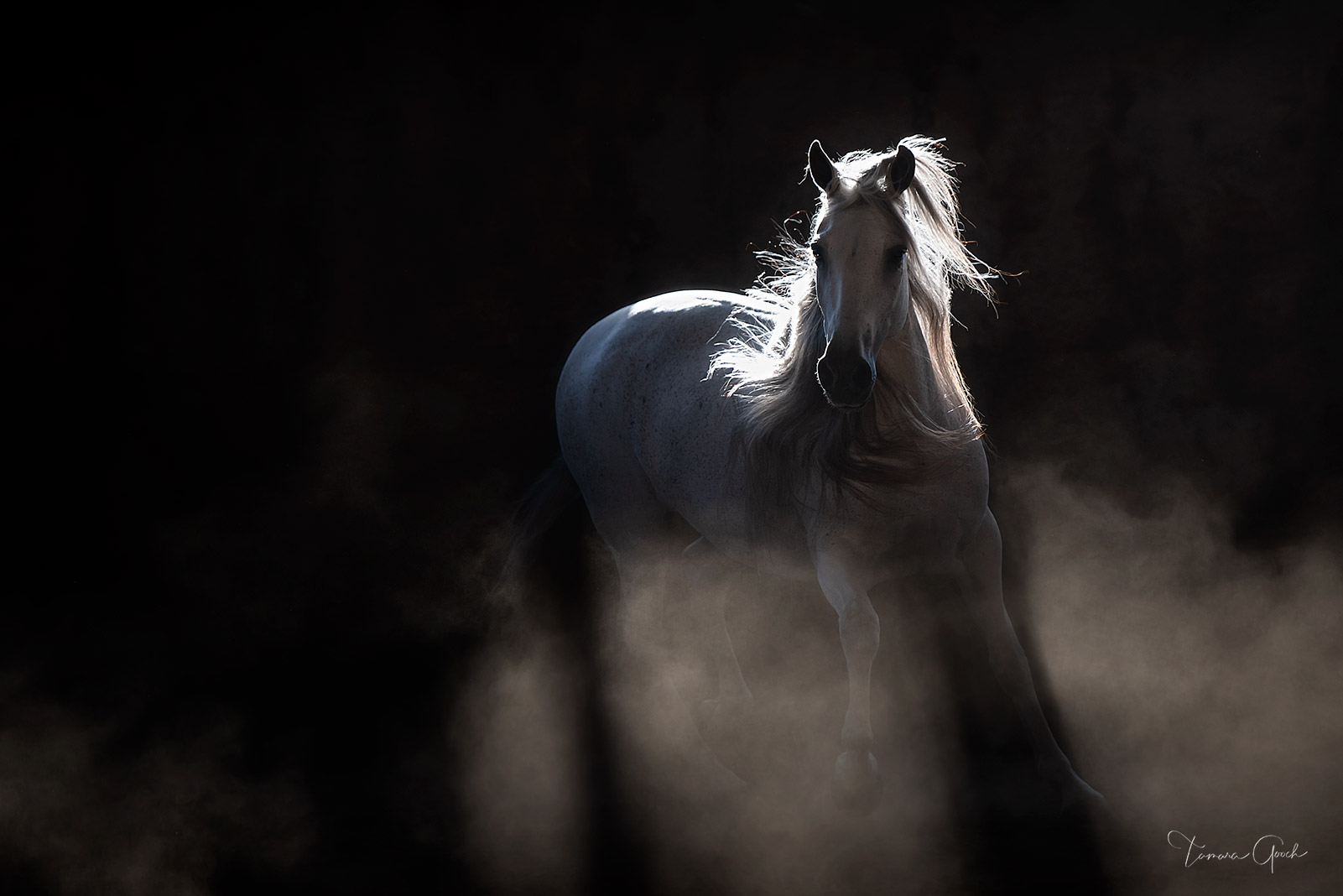 black and white horse drawings