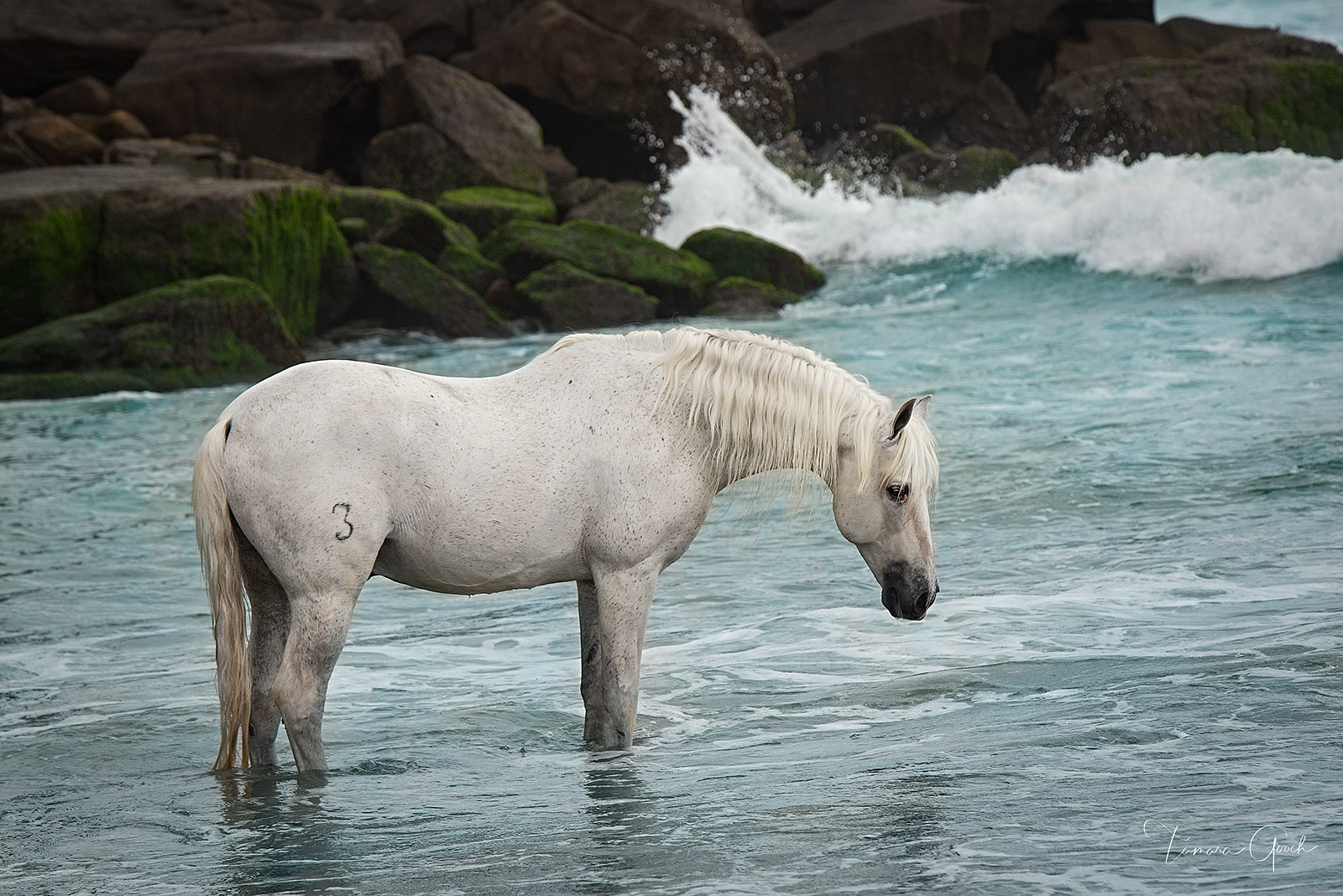 A limited edition fine art photography print of an Andalusian stallion standing in the surf in Mexico. "Horses and the Sea" is...