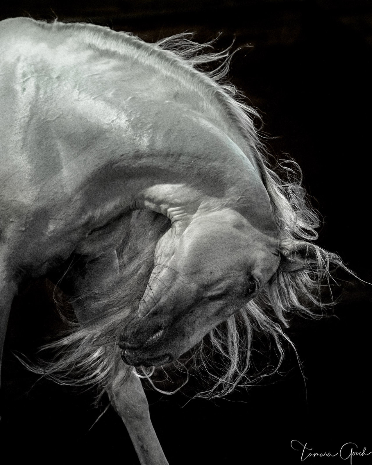 An elegant fine art limited edition horse print of an Andalusian stallion tossing his head, mane flying. This beautiful photograph will capture your heart.