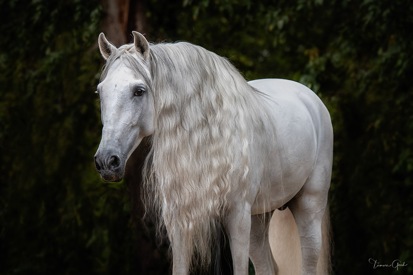 This limited edition fine art photograph of an elegant Andalusian horse standing in the forest of the Pacific Northwest . "Silver...