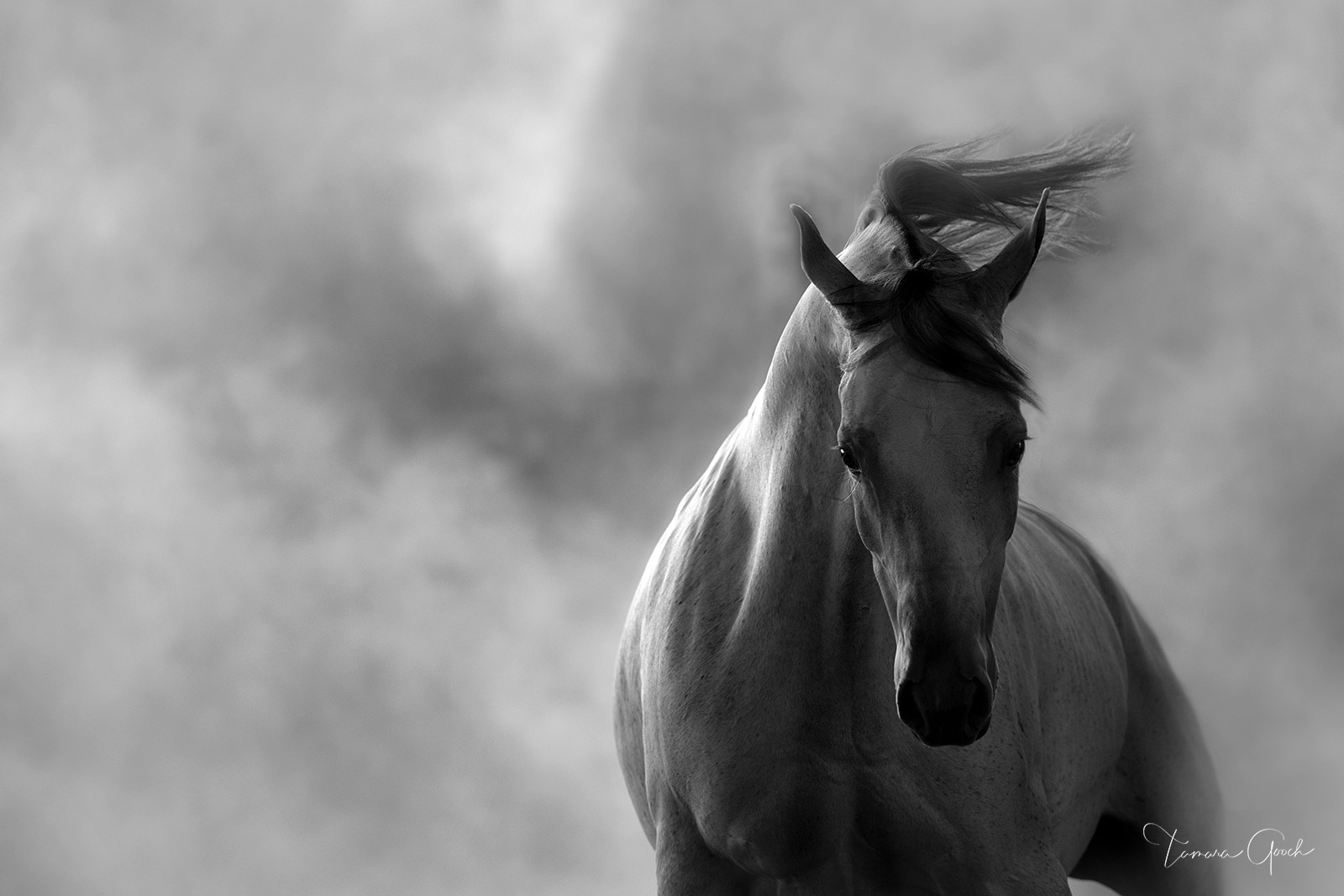 Arabian Horse in Dust represents the finest in equine artwork and wall art available today. This fine art photograph will work...