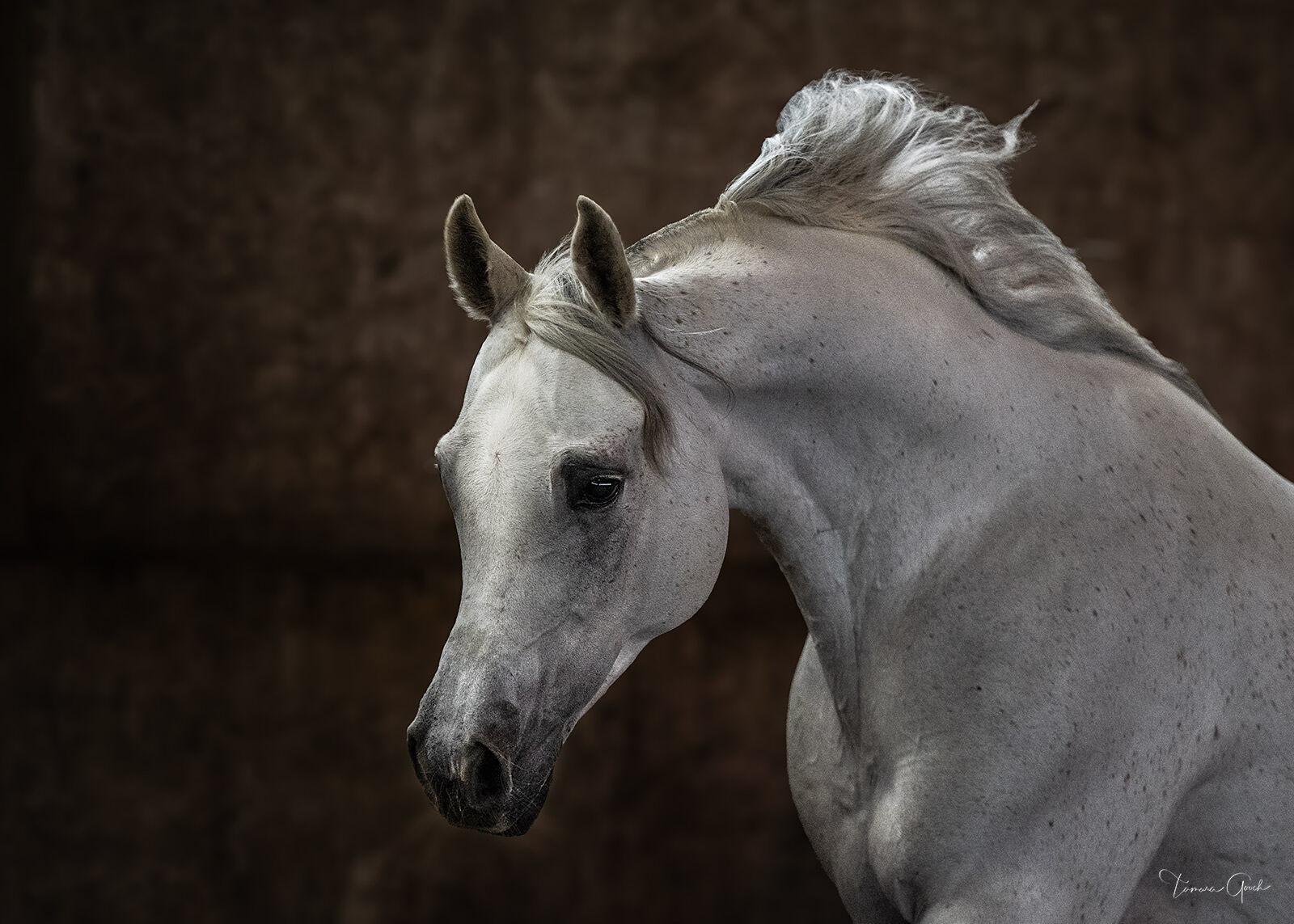 Gray Arabian Stallion fine art print