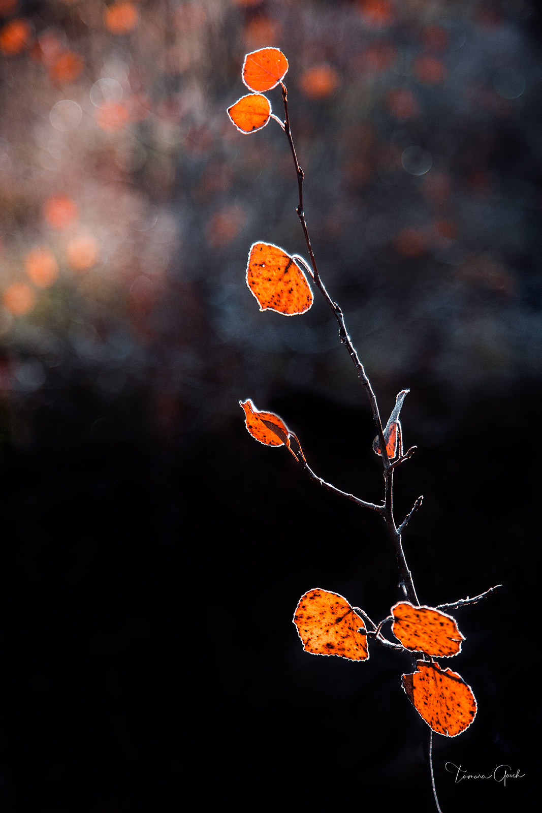 Fine Art Photograph of the glowing orange leaves of an Aspen tree with a brilliant bokeh background.