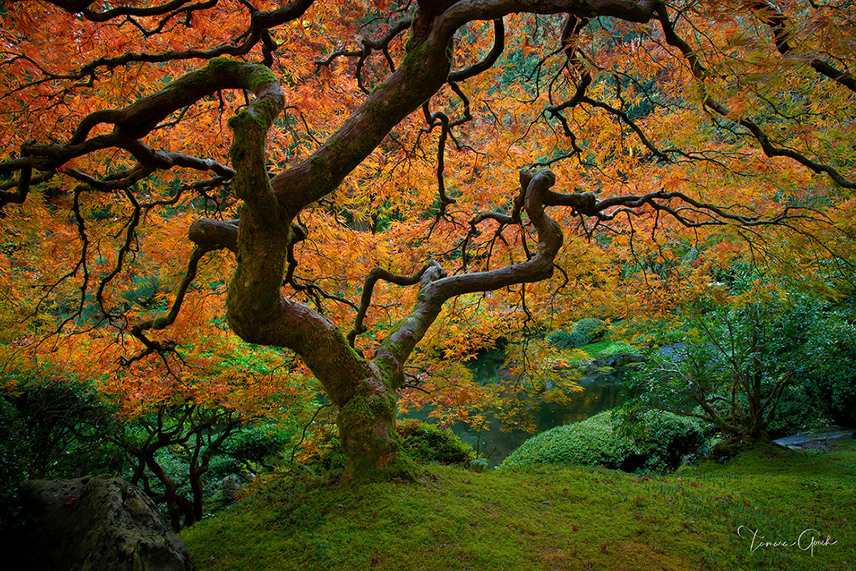 A fine art picture/print of a Japanese Maple tree with fall colored foliage.