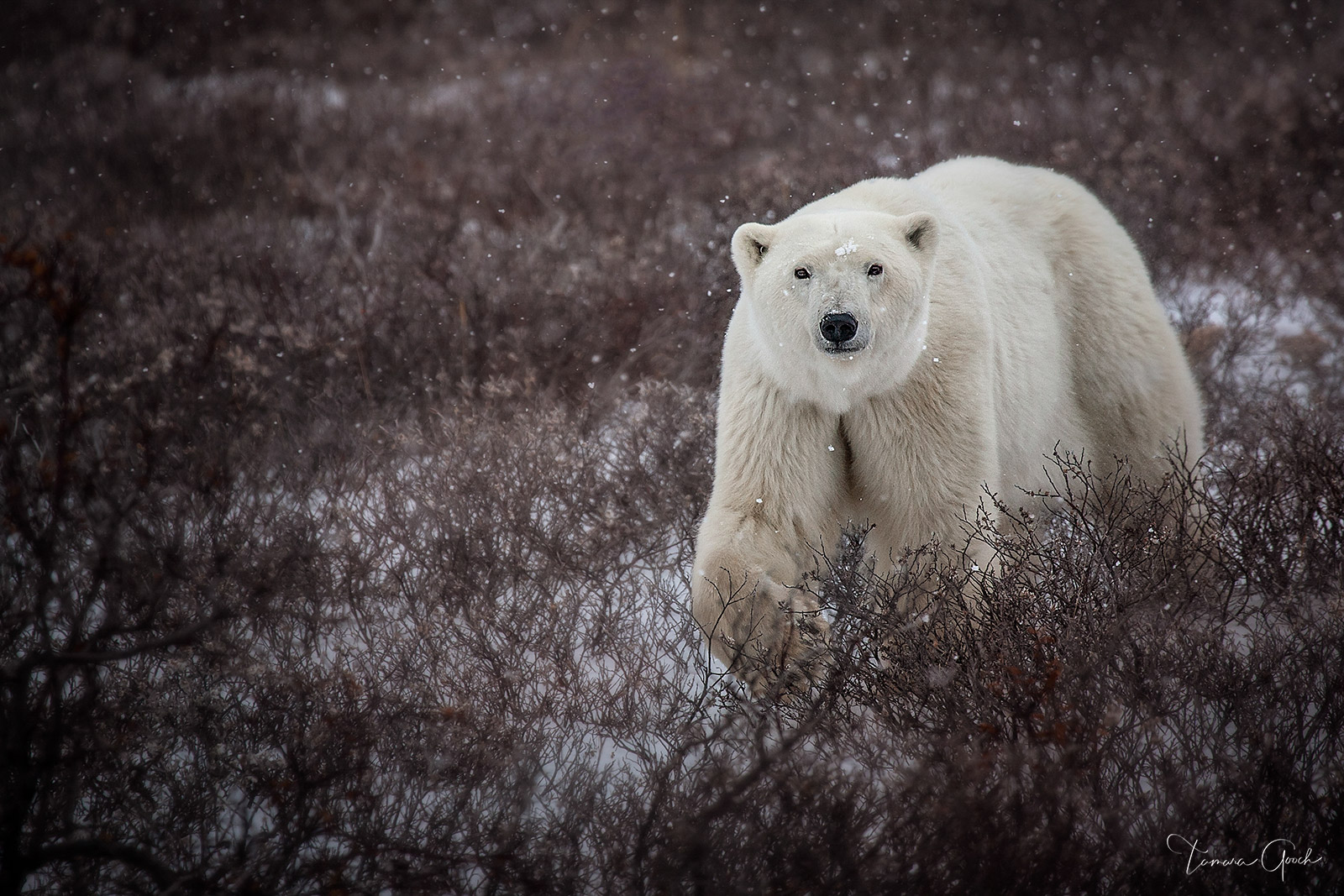 Autumn Polar Bear is a Fine Art Limited Edition Print of 50 Care and Handling How do I clean my artwork?Although I use the finest...