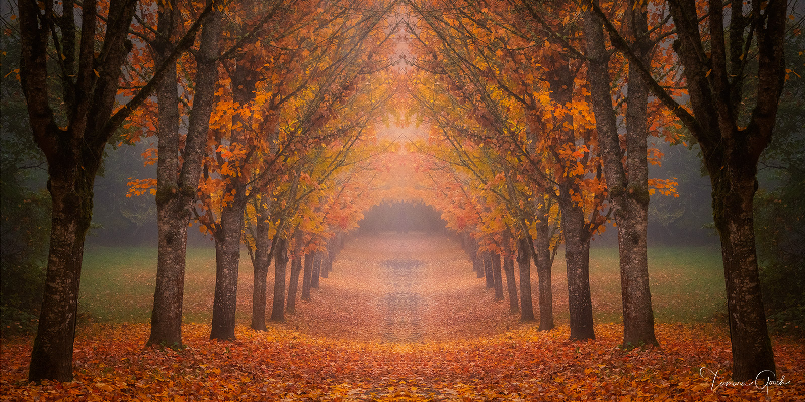 Autumn Tree Lined Road  is a Limited Edition Print of 50 Elevate your home or office with a stunning tree lined view of Autumn...